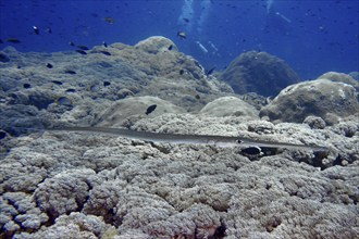 A slender fish, soft flutefish (Fistularia commersonii), moves across a vast coral landscape, dive