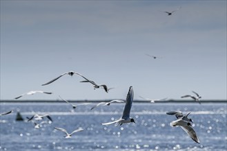 Seagulls in flight, in the background Hallig Hooge, North Frisia, Schleswig-Holstein, Germany,