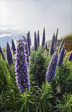 Madeira landscape with Pride of Madeira flowers and blooming Cytisus shrubs and mountains in clouds