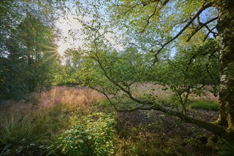 Sunbeams break through trees and illuminate a quiet moor meadow in the morning light, Schwarzes