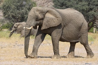 Desert elephants (Loxodonta africana) in the Huab dry river, Damaraland, Kunene region, Namibia,