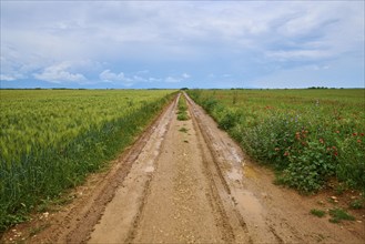 A rural country lane between green fields under a cloudy sky after a rain shower, summer,