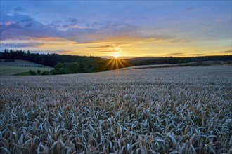 A wheat field (Triticum), in the foreground, surrounded by forest under an evening sky with clouds