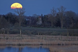 A full moon rises over a tranquil landscape with trees and a reflecting body of water, view of the