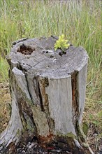 European spruce (Picea abies), sawn-off trunk, seedling growing on the cut surface, dead wood,