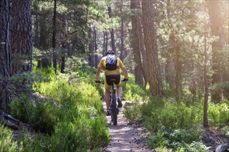 Mountain bikers in the Palatinate Forest on the way to Hohe Loog near Neustadt an der Weinstraße