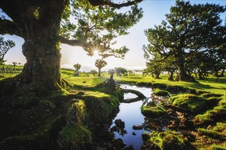 Centuries-old til trees in fantastic magical idyllic Fanal Laurisilva forest on sunset. Madeira