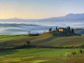 View over vineyard to Podere Belvedere surrounded by cypresses, morning mist in Val d'Orcia, UNESCO