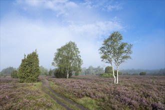 Path through heathland, flowering heather (Calluna vulgaris), birch (Betula), juniper (Juniperus