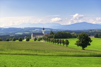 Pilgrimage church of St Marinus and Anian in Wilparting, cornfield, avenue, municipality of