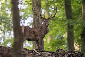 Red deer (Cervus elaphus), Vulkaneifel, Rhineland-Palatinate, Germany, Europe