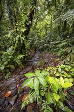 Small stream in the tropical rainforest, dense green vegetation, Laguna de Hule, Refugio Nacional