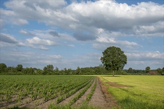 Green fields and a lonely row of trees under a blue sky with clouds, Ahaus, Münsterland, North