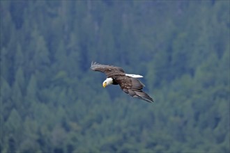 Bald eagle (Haliaeetus leucocephalus), flying, Hohenwerfen Castle, Salzburger Land, Austria, Europe