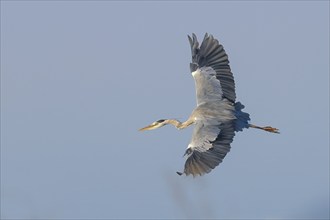 Grey heron (Ardea cinerea), adult, in flight, wildlife, nature photography, heron, waterfowl,