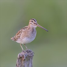 Snipe (Gallinago gallinago), standing on a wooden fence post, snipe birds, wildlife, nature