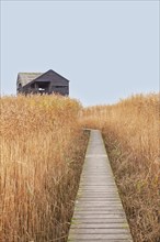 Low tide, reeds, mudflats, observation point Kiekkaaste, Dollart, Nieuwe Statenzijl, Netherlands