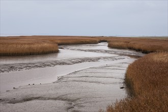 Low water, reed, mudflats, Dollart, Nieuwe Statenzijl, Netherlands