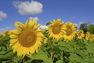 Sunflowers (Helianthus annuus) in bloom, sunflower field, blue cloudy sky, North Rhine-Westphalia,