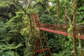 Red suspension bridge between the treetops in the rainforest, Monteverde cloud forest, Monte Verde,