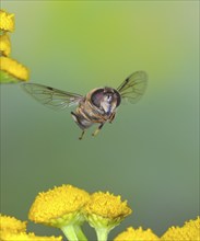 Dung bee or dronefly (Eristalis tenax), in flight, over flowers of tansy (Tanacetum vulgare,