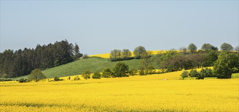 Landscape with fields of rapeseed in Ystad municipality, Skåne, Sweden, Scandinavia, Europe