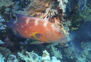 Perch, dive site Jackson Reef, Red Sea, Egypt, Africa