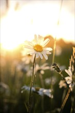 A daisy blooms in the golden light of sunset, surrounded by a peaceful field full of flowers, Black