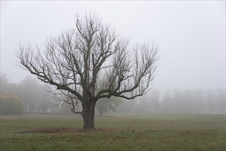 A bare tree in a misty meadow creates a mystical atmosphere, Magdeburg, Saxony-Anhalt, Germany,