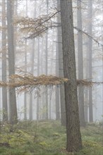 Fog in the larch forest (Larix decidua), Emsland, Lower Saxony, Germany, Europe