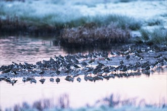 Common Redshank, Tringa totanus and Northern Lapwing, Vanellus vanellus, birds in winter in marshes