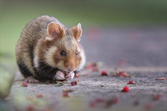 Field hamster (Cricetus cricetus) European hamster, rodent, crepuscular and nocturnal territorial