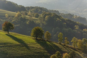 A beautiful landscape with a hill covered with trees and grass. The trees are in the foreground and