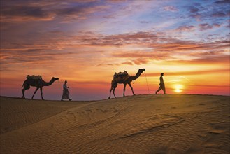 Indian cameleers camel drivers bedouin with camel silhouettes in sand dunes of Thar desert on