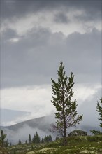 Conifer in the Norwegian Fjell, plateau, portrait format, low clouds, nature photograph, mountains