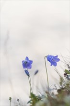 Harebell (Campanula rotundifolia), Rondane National Park, Venabygdsfjell, Rondafjell, Enden,