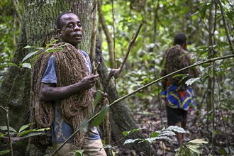 Pygmy of the Baka or BaAka people with his hunting net, Dzanga-Sangha Special Dense Forest Reserve,