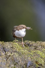 White-throated Dipper (Cinclus cinclus), at a torrent with larvae in its beak,