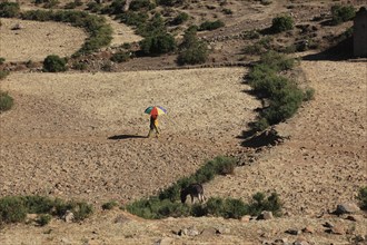 Tigray region, person with parasol walking across dry fields, Ethiopia, Africa