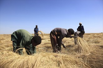 Amhara region, farmers harvesting teff, teff, tef, dwarf millet, Eragrostis tef, seeds are