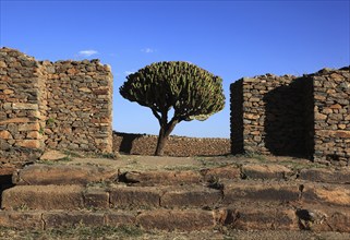 Ruins of the Palace of the Queen of Sheba near Axum, Aksum, Dongur Palace, Euphorbia candelabrum,