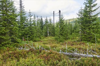 Vegetation with Norway spruce (Picea abies) and colored European blueberry (Vaccinium myrtillus) on