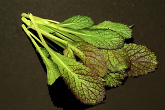 Salat, Gemüse, Rohkoste, Rote Senfsprossen, Brassica juncea / Senfgras, Blattsenf, Indischer Senf,