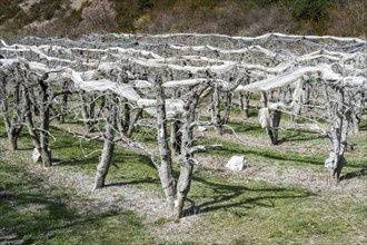 Plantation, apple, tree, apple tree, agriculture, spring, Provence, France, Europe