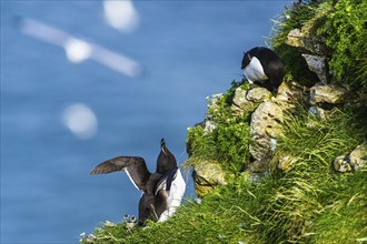 Razorbill, Alca Torda, birds on cliffs, Bempton Cliffs, North Yorkshire, England, United Kingdom,