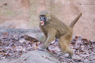 Guinea baboon (Papio papio) running on the ground, Bavaria, Germany Europe