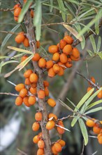 Common sea-buckthorn (Hippophae rhamnoides), fruit, North Rhine-Westphalia, Germany, Europe