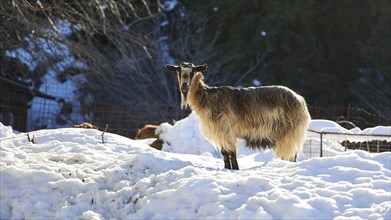 A goat stands in the snowy terrain, surrounded by trees and fence, near Therissos, Lefka Ori, White