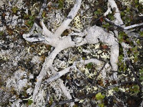 Dwarf Birch (Betula nana), decayed rests covered with lichen, Varanger National Park, Varanger