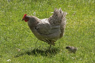 Chicken with chicks, Eime, Leinebergland, Lower Saxony, Germany, Europe